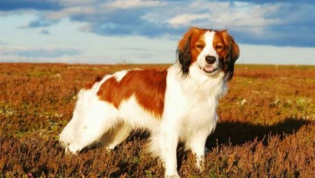Koikherhondie: a fajta leírása és a kutyák tartalmának jellemzői