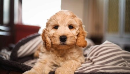 Cockapoo: All About Dog Breed