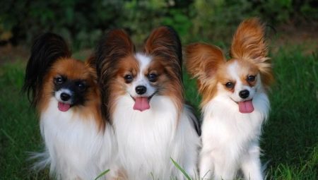 Continental Toy Spaniel: Characteristics and Content Tips