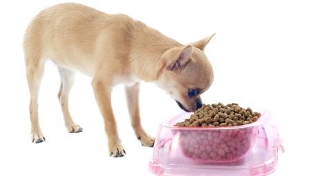 Chihuahua מזון: דירוג של יצרן ותכונות בחירה