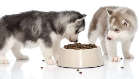 Husky food: types and subtleties of choice