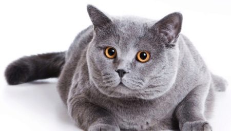 แมวขนสั้นสก็อต: คำอธิบายพันธุ์และเนื้อหา