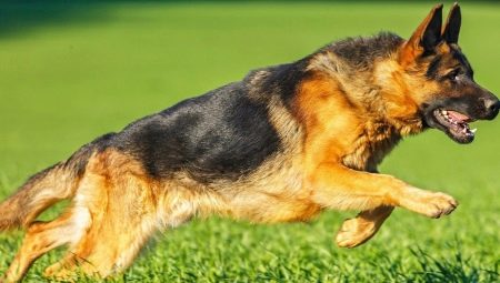 Short-haired German shepherds: description and features of care