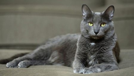 Kora macska: eredet, jellemzők, gondozás