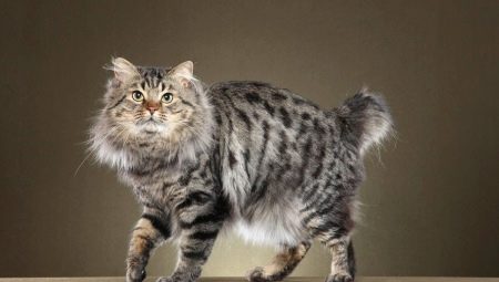 Bobtail macskák: jellemzők, színek és gondozás