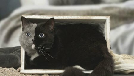 Chimera kedileri: görünüşleri, avantajları ve dezavantajları