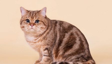 القطط العتابي: أنماط الصوف وقائمة السلالات