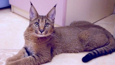 Lynxliknande katter: egenskaper och populära raser