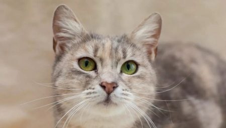 Kediler cins metis: bakımın tanımı ve özellikleri