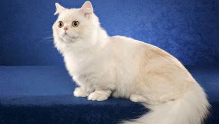 Katten van het ras Napoleon: beschrijving en kenmerken van de zorg