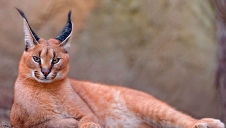 Katten met kwastjes op de oren: een verscheidenheid aan rassen en kenmerken van de inhoud