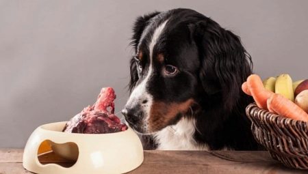 Ossa di cane: cosa può essere dato e quale non può essere nutrito?