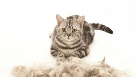 Kočka silně vrhá: příčiny a způsoby řešení problému