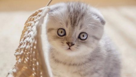 Kitten in 1-2 maanden: kenmerken van ontwikkeling en zorg