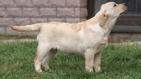 Labrador vo veku 4 mesiacov: ako to vyzerá a ako sa drží?