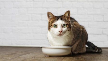 Zachází pro kočky: jmenování, tipy na výběr a vaření