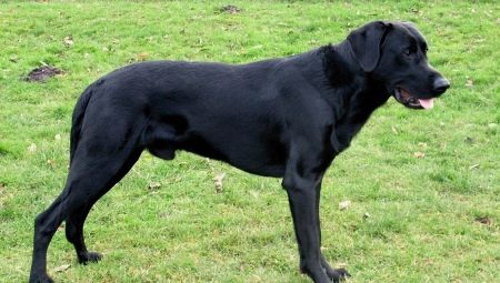 Cães Pastores de Maiorca: descrição da raça e regras de manutenção