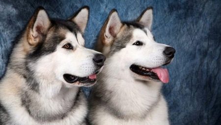 Malamute và Husky: mô tả và sự khác biệt của giống