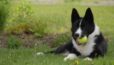 Karelian Dog Dog: описание и съдържание на породата