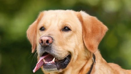 Metasa Labrador: what are and how to choose them?