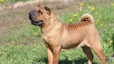 Sharpei dog breeds: the types and content of dogs