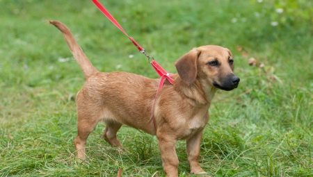 Dachshunds metisy: đặc điểm của các giống lai phổ biến và các tính năng chăm sóc của chúng