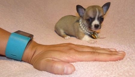 Micro-Chihuahua: איך נראים הכלבים וכיצד לשמור אותם?