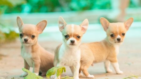 Mini-Chihuahua: jak psi vypadají a jak je udržet?