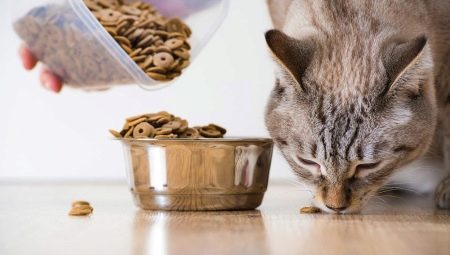 האם ניתן לתת לחתולים מזון לכלבים?