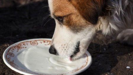 Posso dare latte ai cani e come farlo nel modo giusto?