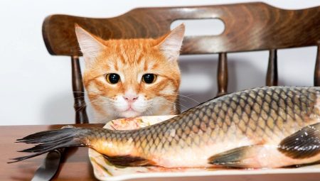 Is het mogelijk om katten met vissen te voeren en wat zijn de beperkingen?