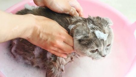 Ar galima katę plauti įprastu šampūnu ir kas atsitiks?