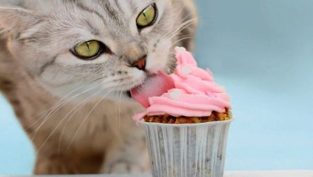Os gatos podem ter um sabor doce e por quê?