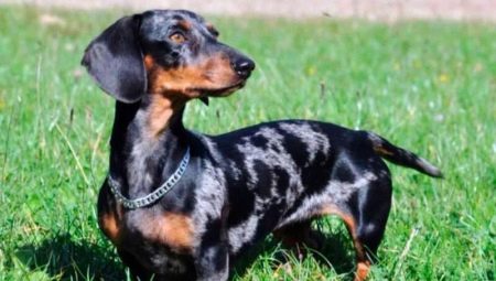 Marble dachshund: color features, nature and content