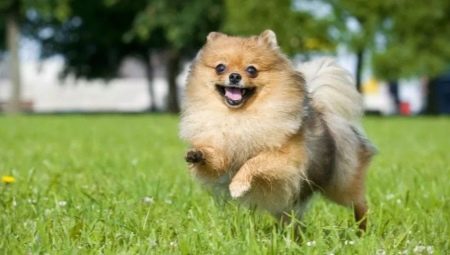 German Spitz: description and recommendations for the content