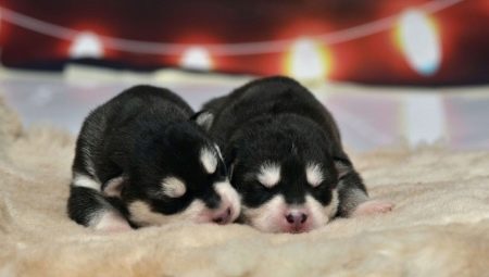 Cachorros Husky recién nacidos: descripción y cuidado