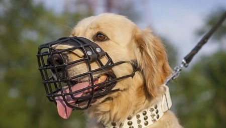 Does the labrador need a muzzle and how to choose it?
