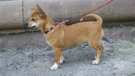 Kajian Chihuahua Métis