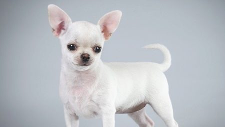 Description and content of white chihuahua