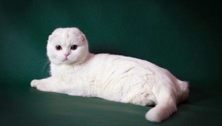 Baltųjų Škotijos kačių aprašymas ir turinys