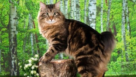 Penerangan dan kandungan kucing Kurilian Bobtail