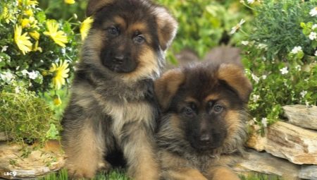Description and content of a German Shepherd puppy at 1 month