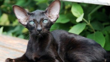 Descrição e condições de manter gatos orientais negros
