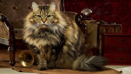 Beskrivelse, typer farger og egenskaper av innholdet i sibiriske katter
