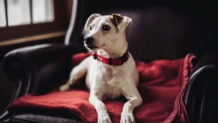Halsbanden voor honden: wat zijn en hoe te kiezen?