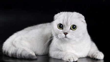 Features of white Fold Scottish cats