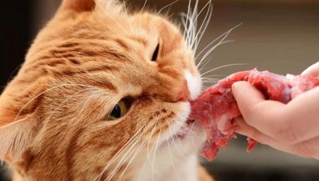 Kačių natūralaus maisto savybės
