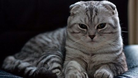 Features of Scottish Fold Tabby Cat