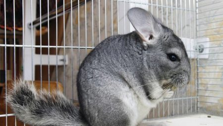 Features of the content of chinchilla at home