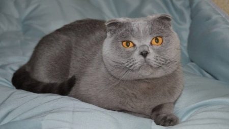 Jellemzők Scottish Blue Fold Cat